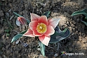 messer tulipano 2019 Inaugurazione_308